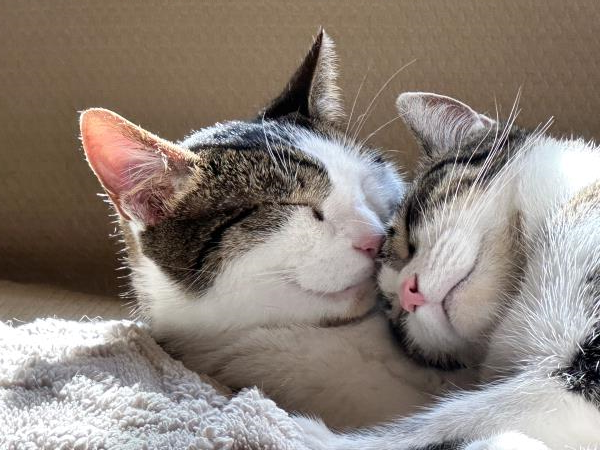 /Images/uploads/Cat Welfare Association/CatWelfare/entries/33878thumb.jpg